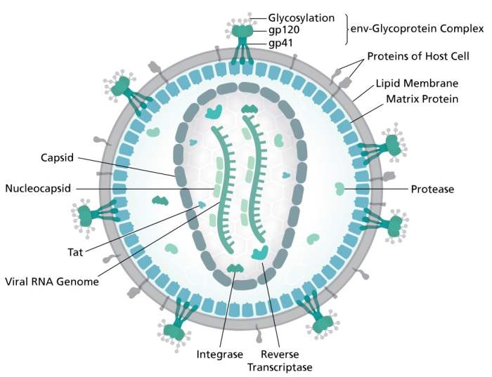This is an individual HIV virus, or virion. The virus causes AIDS, or Acquired Immune Deficiency Syndrome. Unfortunately, the HIV virus can destroy one type of T cell.