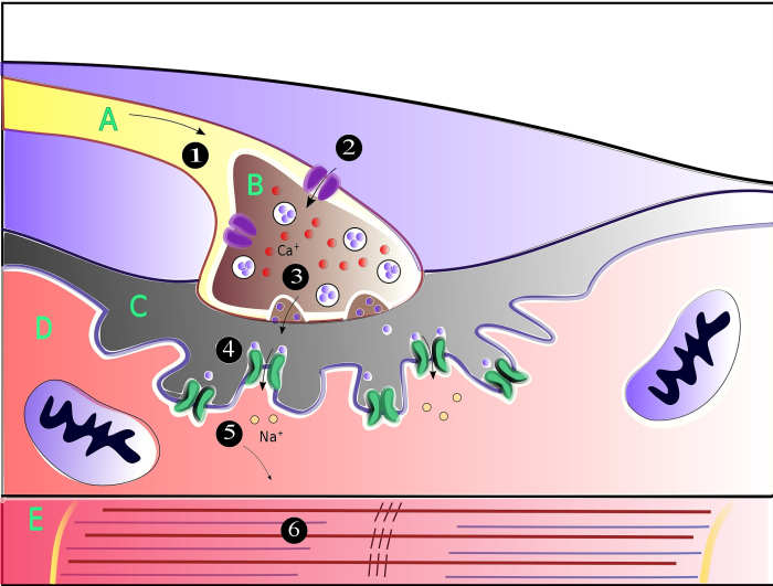 The neuromuscular junction