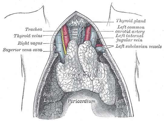 The thymus gland in a young person before it has degenerated