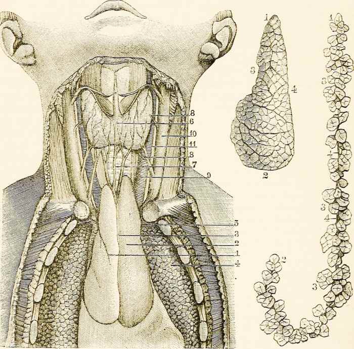 The thyroid gland (6) is located in the front of the neck. The thymus gland (2) is located below the thyroid in the front of the chest and between the lungs (4).