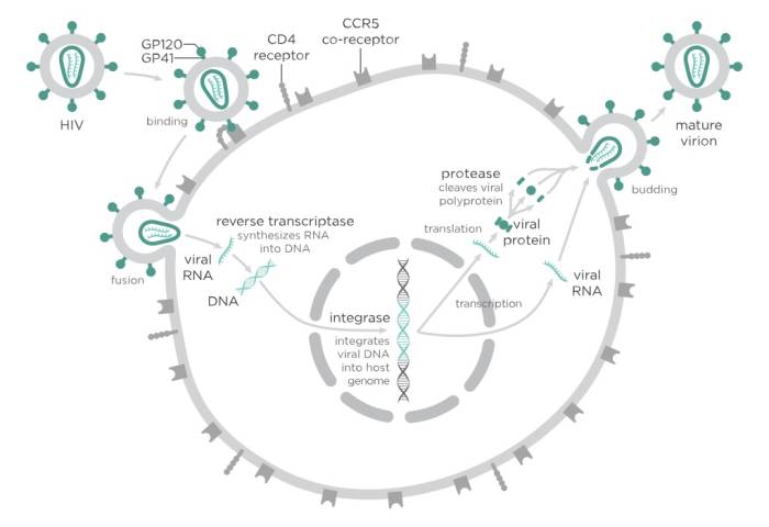 The replication cycle of the HIV virus, which causes AIDS.
