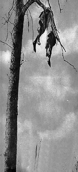 Soldiers from all nations suffered in this War. Here two French soldiers have been 'blown' into one of the last remaining trees on the front. Left as 'motivation' for the men below!