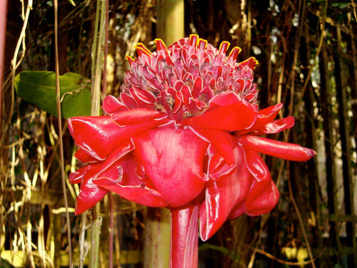 One of the most interesting of the tropical flowers I have ever seen.