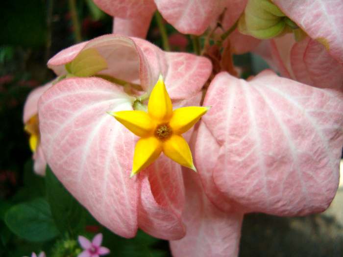 Pink with large petals and bright yellow star shaped part in the middle.