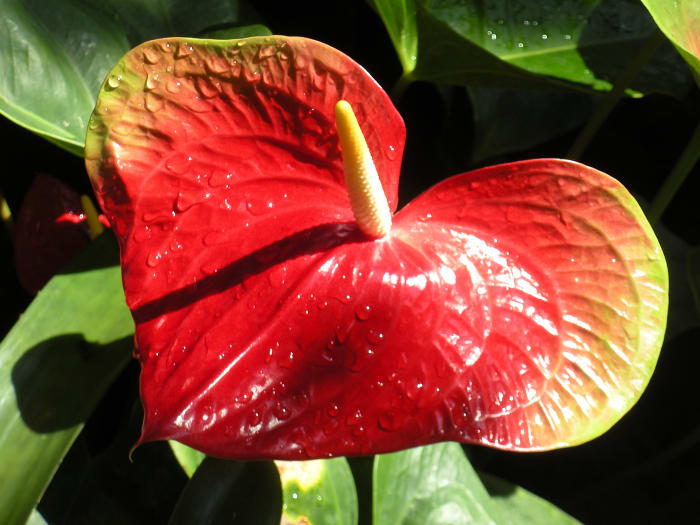 I believe this is a red anthurium flower. I love that it is heart shaped.