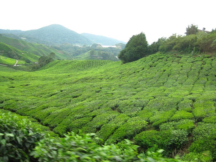 Once upon a time, every bush in this tea plantation was sown, clipped and harvested by workers who lived at the Boh Tea Plantation.
