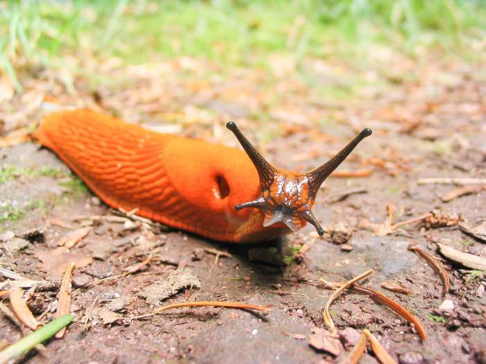 This slug had something to say to the earthworms in my garden.