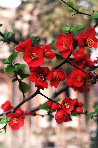 Japonica flowers very early on in spring and can have red, pink or white flowers. It is a much-loved flower in Japanese art hence the name.