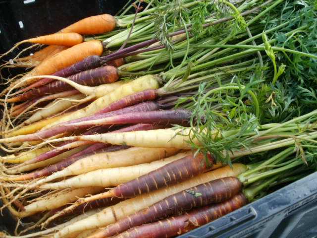 Rainbow carrots from The Barefoot Farmer. I never knew carrots came in so many pretty colors!