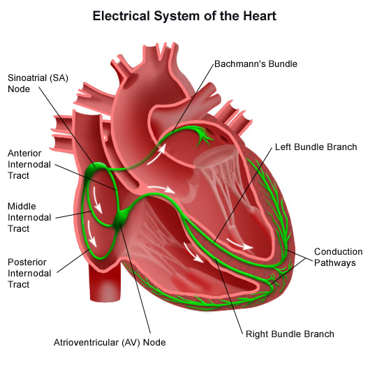 The Human Heart's Electrical Conduction System. Note the placement of the Sinatorial Node within the right atrium. And that of the Atrioventricular Node, loacated in the right ventricle.
