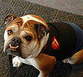 Mollyblues--Lance Corporal Molly Englsih bulldog mascot of the Marine corps recruit depot San diego