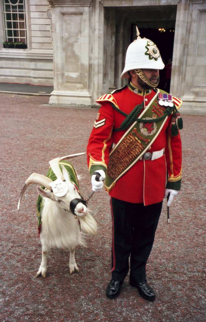 animal-mascots-for-military