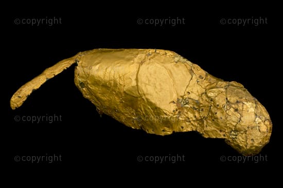 The diminutive sleek gold figurine with a long broadened tail and flattened eats probably depicts some leopard or some mammal