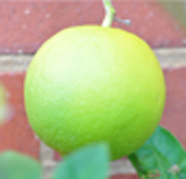 Citron: I've let this get too ripe for candying but great for jam once it gets a little riper. Image: Siu Ling Hui