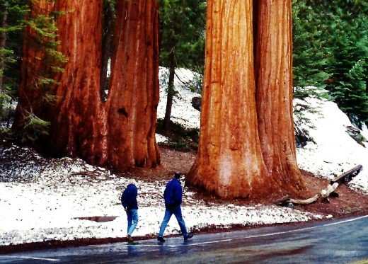 People walking by some sequoia trees which are by no means the largest ones, but impressive just the same!