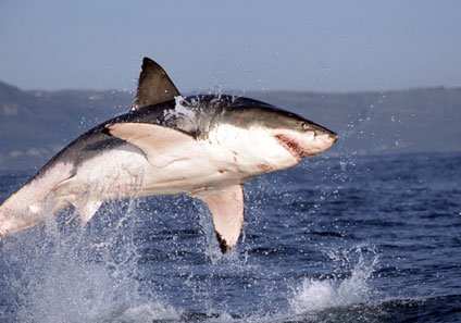 Great white sharks are known to jump out of the water while hunting seals in South Africa. But never has one jumped onto a boat before ...