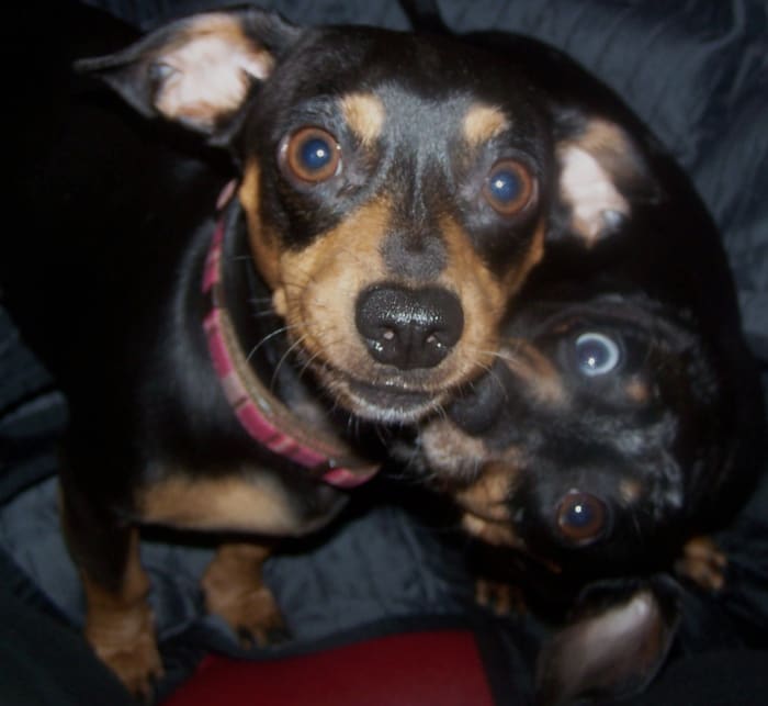 Frankie the mini Doxie gnaws on his jaws like a mother grooming her son. She looks like his real mom. Frankie has been around him for almost 4 years , because she belongs to my daughter.