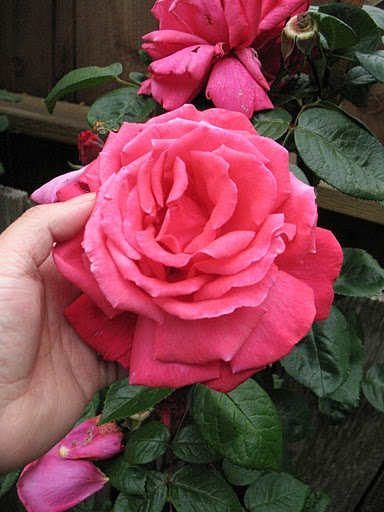 Big bloom rose, all pink in Garden of Five Senses, Mehrauli