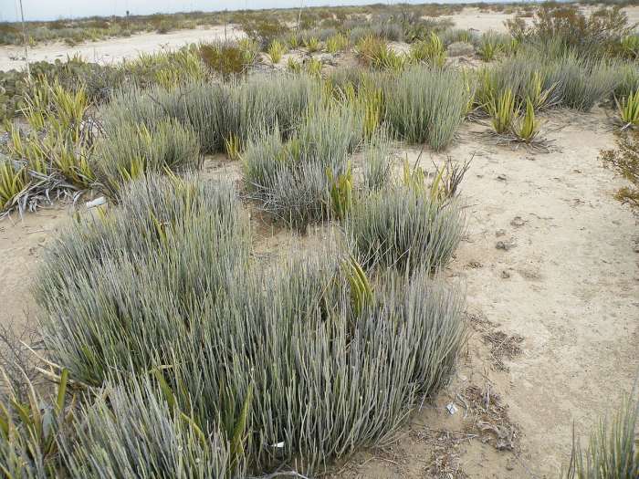 Candelilla plant (Euphorbia antisyphilitica)