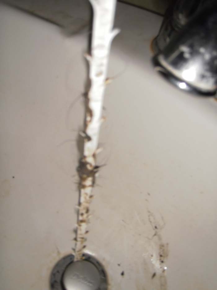 The Zip-It Drain Opening Tool from Canadian Tire or Wal-Mart will pull up the hair that is clogging your drain.