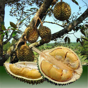 Durian fruits are borne on lateral branches. An opened fruit showing the edible arils or flesh or pulp