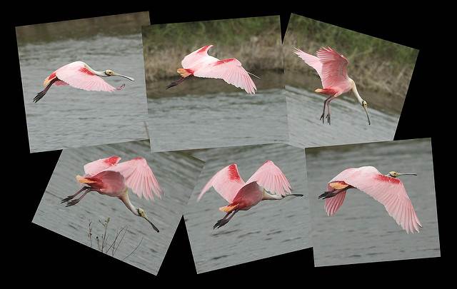 A spoonbill in flight over Everglades waters. A lot of beautiful water is seen in and around Orlando, but is it all drinkable?