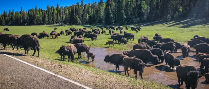 Large animal ranching, anyone? Bison ranching is becoming popular in America. Ranch interns find the work interesting.