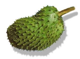 Studies have shown that the Guyabano (Soursop) tree, its fruit, leaves, and bark is a miraculous natural cancer cell killer 10,000 times stronger than chemotherapy.