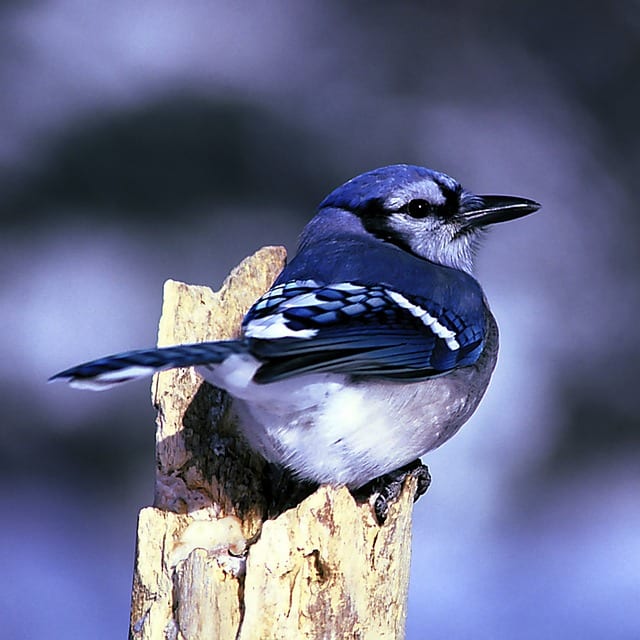 At this particular period of my life, I was going through a lot of changes. The blue jay was the spirit animal that saw me through them, challenged me, and gave me the most wonderful gift I've ever received.