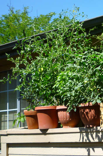 Although it's a bit of a jungle, the tomato plant reaching above the gutter is a Zapotec Tomato plant. Grown in a container, the plant reached over 6 feet tall!