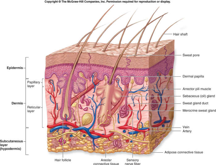 The follicle is directly connected to the blood stream and is not just an inactive and redundant mechanism.