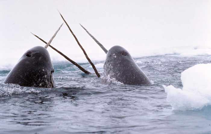 The Narwhal is not on the endangered list.