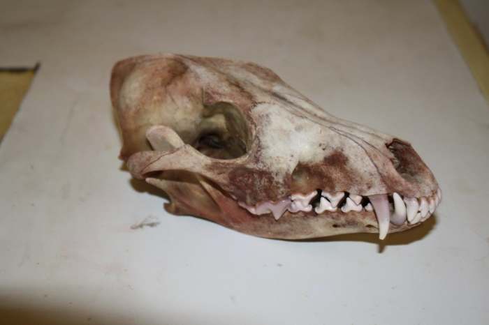 This is what your skull should look like after the Simmering Process and before the Degreasing Process.