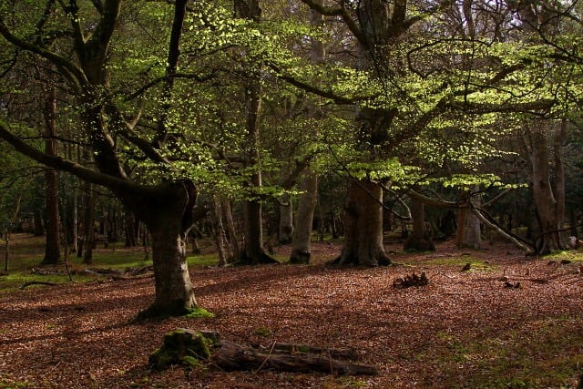 Beautiful Beech Trees in The New Forest, Hampshire