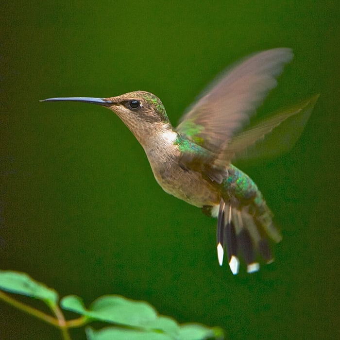 A hummingbird can hover for as long as it wants, which makes viewing them much more enjoyable.