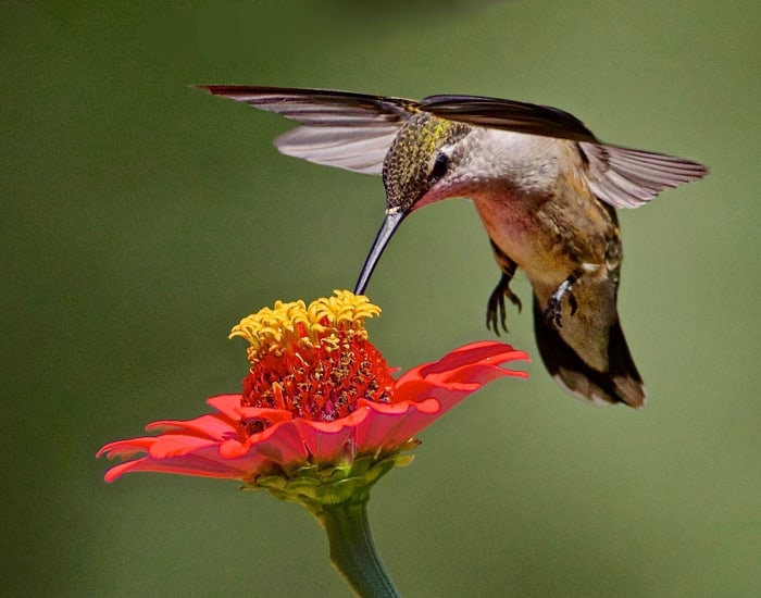 Hummingbirds are naturally attracted to bright colors, so try to make your yard as appealing to them as possible. Keep your yard filled with nectar-rich, bright flowers and you can bet they will come back time and time again.