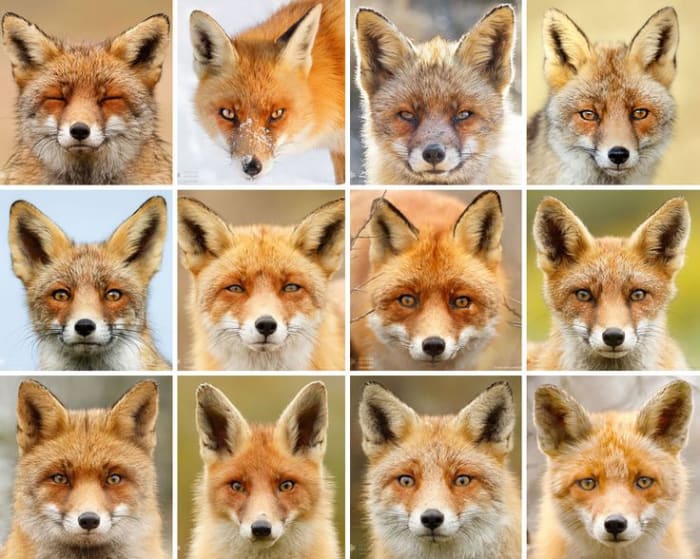 the-25-interesting-facts-about-foxes-hubpages