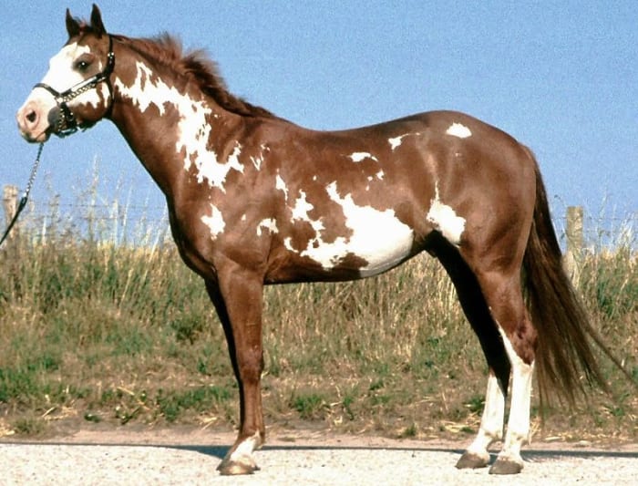 A Paint Horse has color patterns similar to the one pictured here. This color pattern is known as an Overo style.