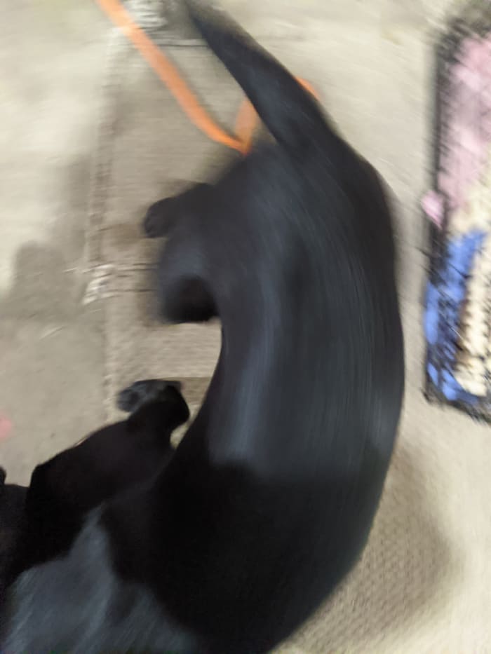 It is excited, which is dangerous with an overnight bladder, because this dog lacks pee control, and will spray you with urine if you don't get him outside. Now.