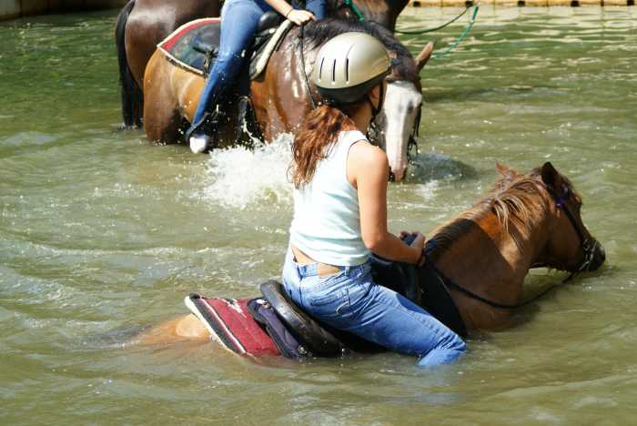 Not every horse can swim so be sure yours can before taking it in water.
