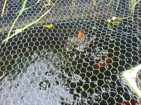 feeding time for the fish, the goldfish have gotten quite big when i got them they were around 5cm now around 10cm