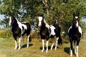 Ris Key Business,two time APHA champion (middle) with his two most successful sons, RR Ris Key Masterpiece and Strait From Texas.