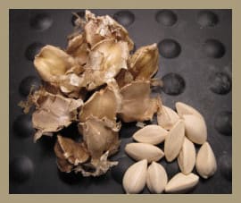 The Moringa Stenopetala seeds on the left are still in their husks, or shells. Those on the right side are husked or shelled.