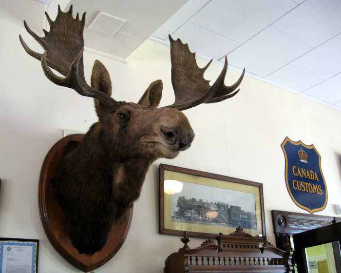 Look at the size of these antlers. A moose has really strong muscles in its neck to hold up the weight of the antlers.