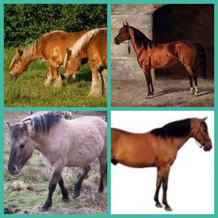 Top Left: Jutland Horse Top Right: Karabakh Horse Bottom Left: Konik Horse Bottom Right: Nigerian Pony