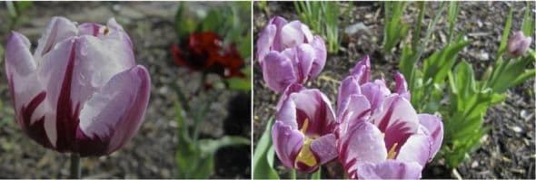 Here's a group that started with just one bulb a few years ago. The tulip in the background of the first photo is Purple Crown.