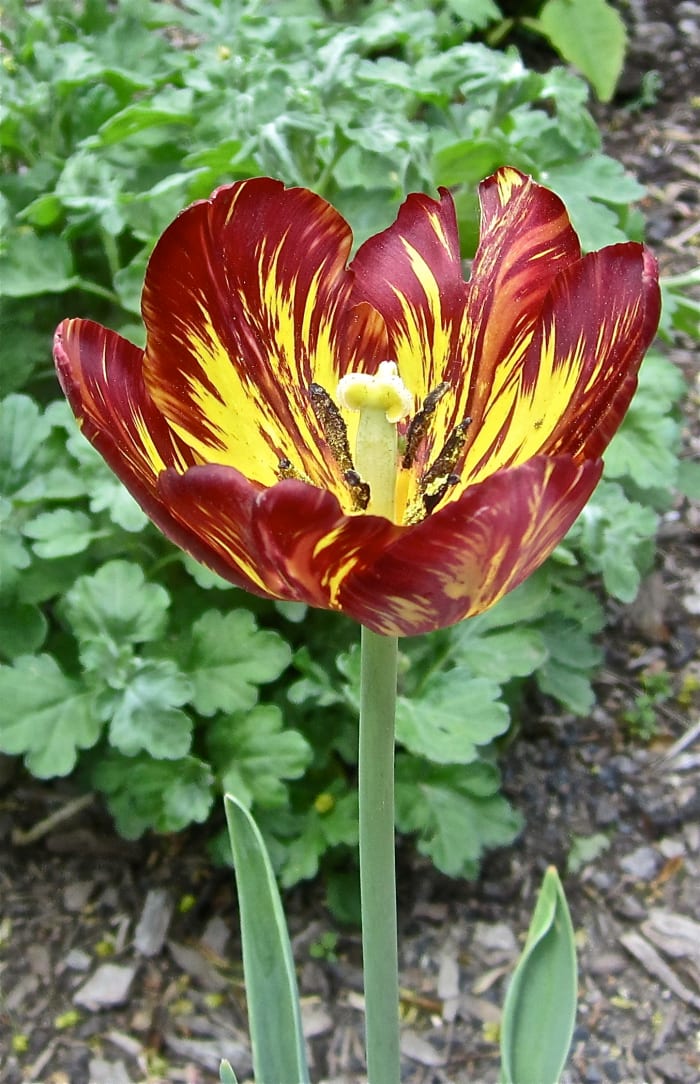 Royal Sovereign is the oldest surviving English Florists Tulip (from early 1800s).