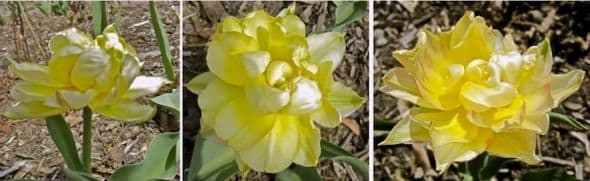Photos show the progressive color change of T. Peony Gold over several days.