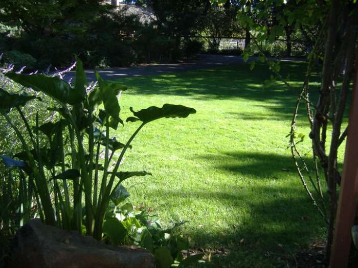 This is one of the photos I took of the spot where I was sitting that day. It's a lovely area with green grass and it is very peaceful. Original photo by Dorsi Diaz. Subject: Shinn Park in Fremont California.