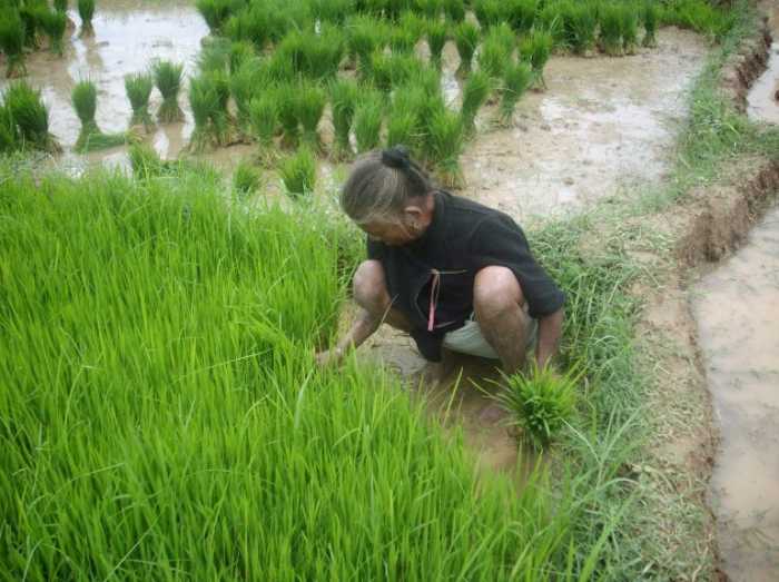 Extra hands are always in demand: Rice farming does not spare even the old people like 76 years old Rajhi. She squats pulling the saplings that will later be transplanted in another farmland.